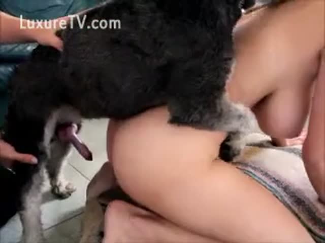 Bfanimaldog - How to get your dog to fuck you? Dog Fucks Girl - Parody Porn